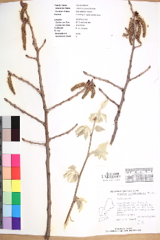 primary herbarium image