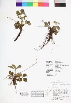 primary herbarium image
