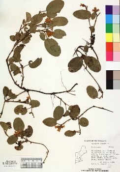 primary herbarium image