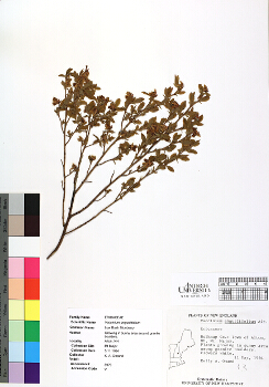 primary herbarium image