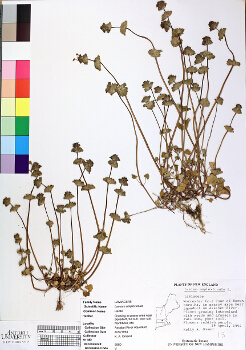 primary herbarium image