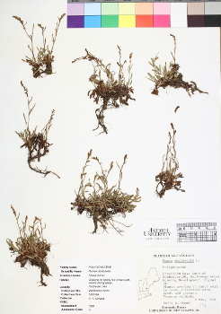 primary herbarium image