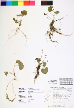 primary herbarium image
