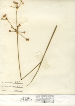 primary herbarium image