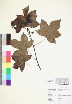 primary herbarium image