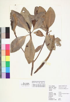 primary herbarium image