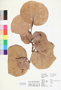 primary herbarium image