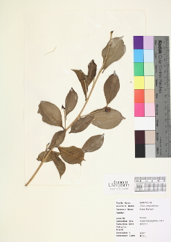primary herbarium image