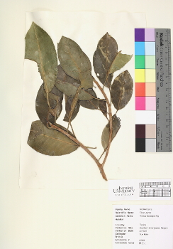 primary herbarium image