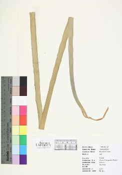 primary herbarium image