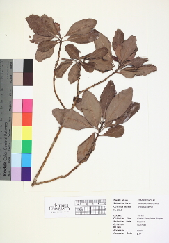 primary herbarium image