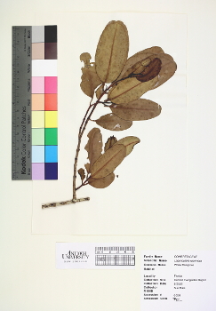 primary herbarium image