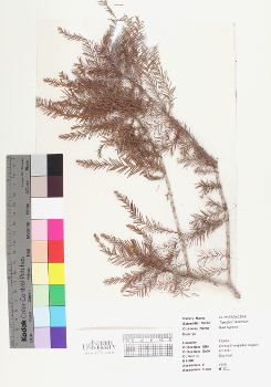 primary herbarium image