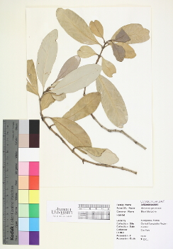primary herbarium image