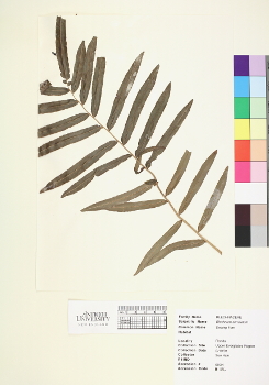 primary herbarium image