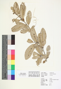 primary herbarium image