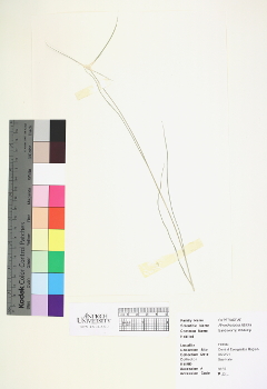 primary herbarium image