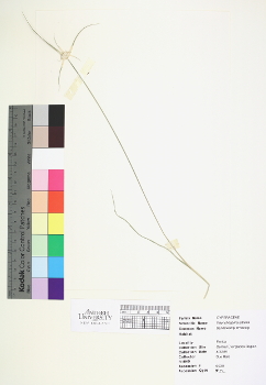 primary herbarium image