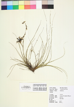 primary herbarium image