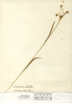 primary herbarium image