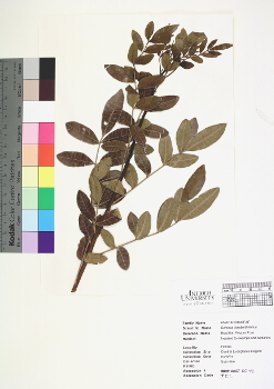 primary herbarium image