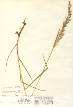 primary herbarium image