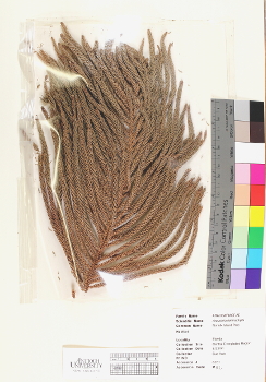 primary herbarium image