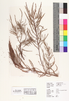 primary herbarium image