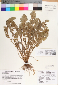 primary herbarium image