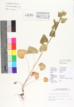 primary herbarium image