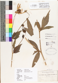 primary herbarium image
