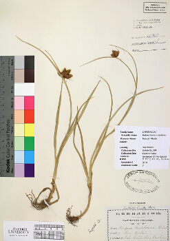 primary herbarium image