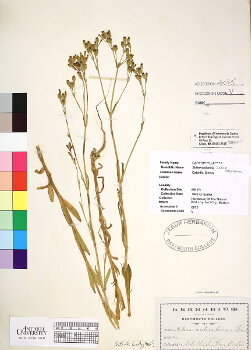 primary herbarium image