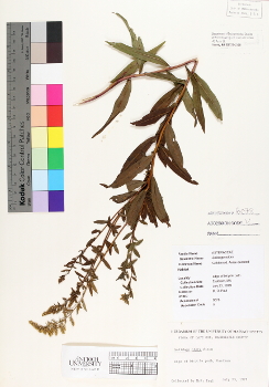 primary herbarium image