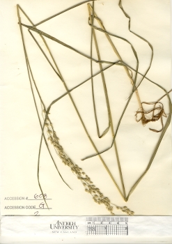 primary herbarium image