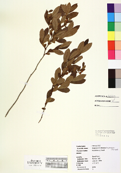 primary herbarium image