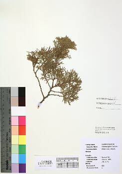 primary herbarium image