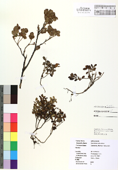 primary herbarium image