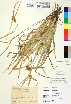 primary herbarium image