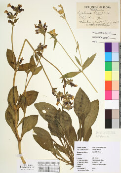 primary herbarium image