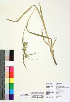 primary herbarium image