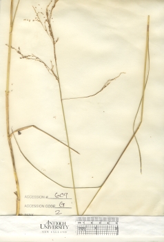 primary herbarium image