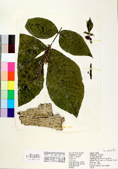 primary herbarium image