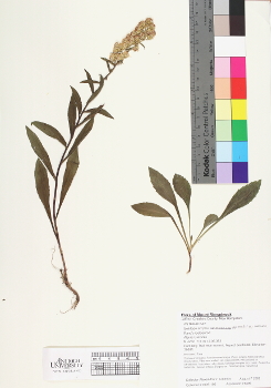 primary herbarium image