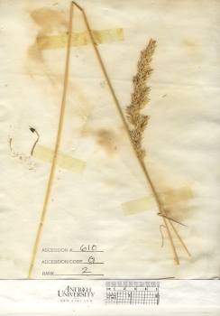primary herbarium image