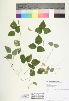 primary herbarium image
