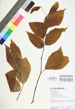 primary herbarium image