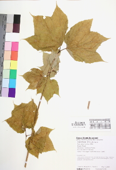 primary herbarium image