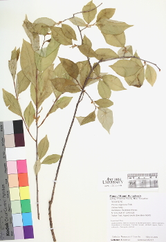 primary herbarium image
