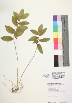 primary herbarium image